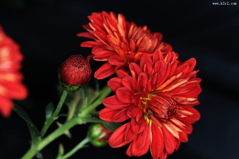 多姿多彩的菊花图片大全