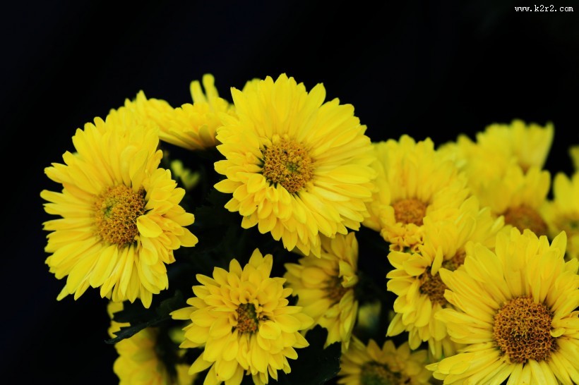 多姿多彩的菊花图片大全