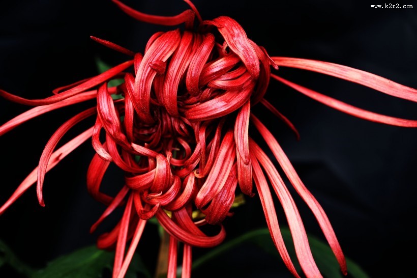 多姿多彩的菊花图片大全