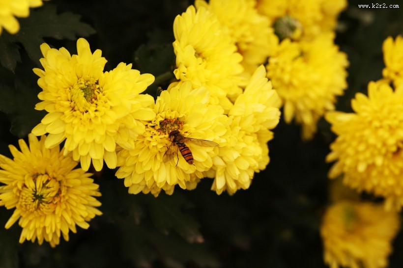 多姿多彩的菊花图片大全