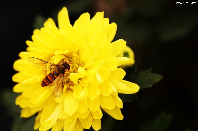 多姿多彩的菊花图片大全