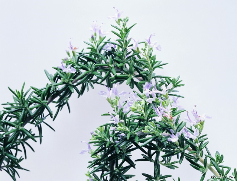 花草茶原材料图片