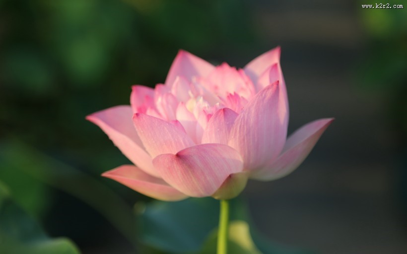 出淤泥而不染的荷花图片