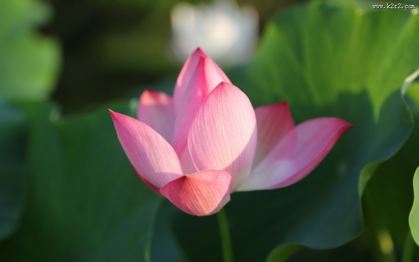 出淤泥而不染的荷花图片