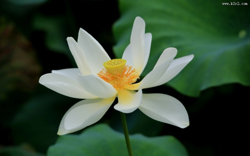 出淤泥而不染的荷花图片