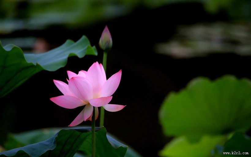 出淤泥而不染的荷花图片