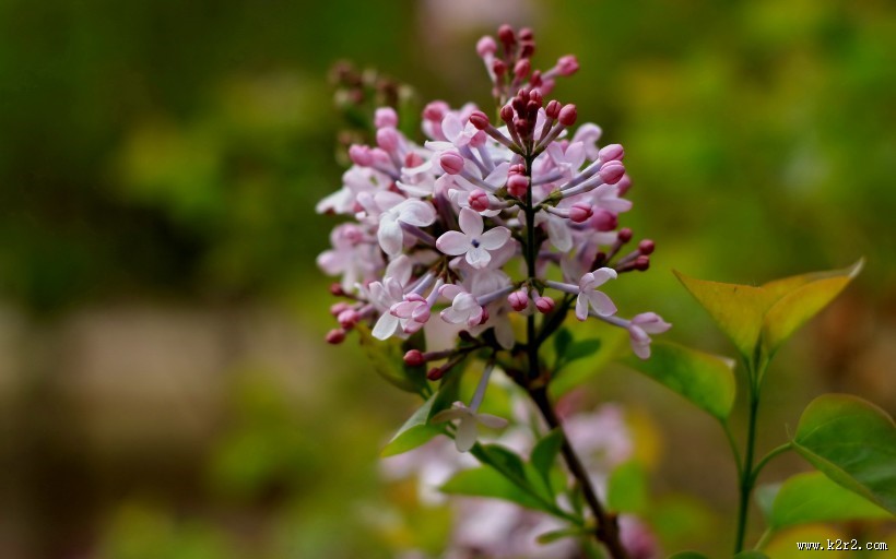 唯美的丁香花图片