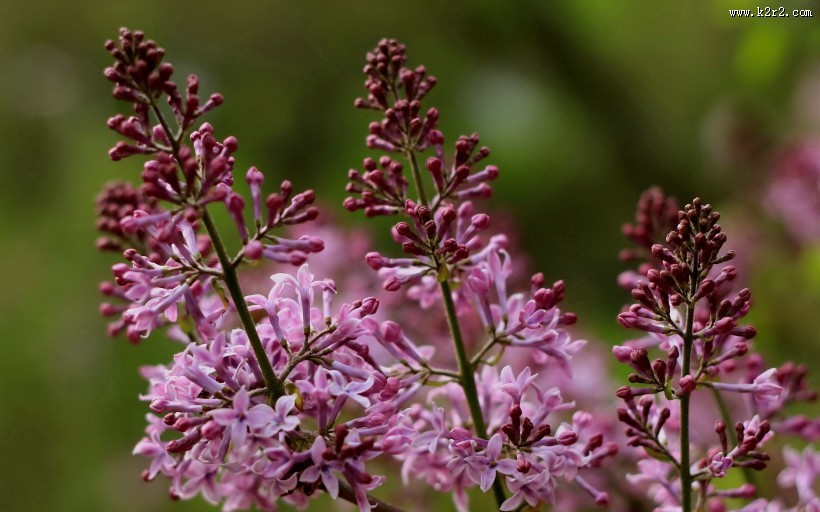唯美的丁香花图片