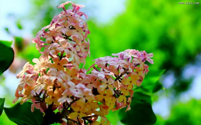 唯美的丁香花图片
