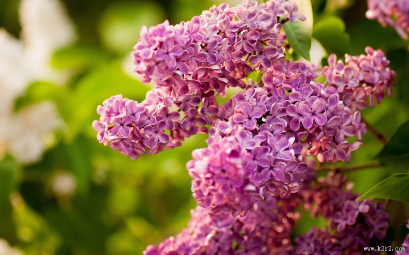 唯美的丁香花图片