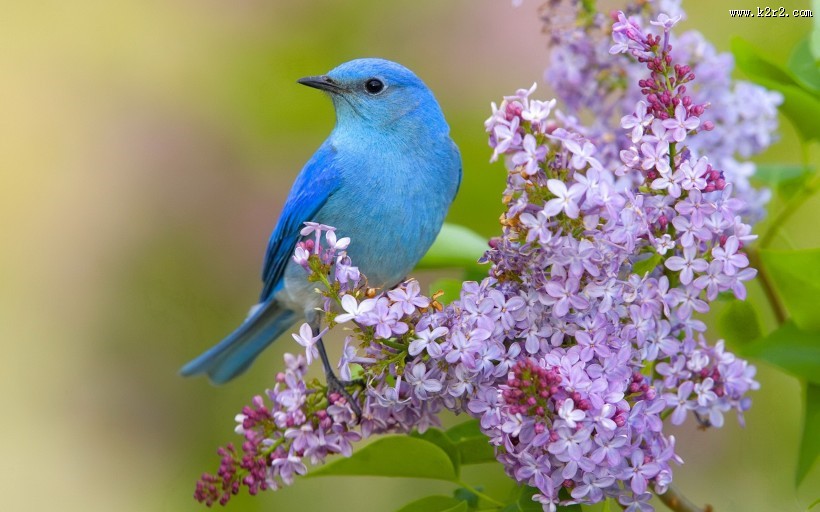 唯美的丁香花图片