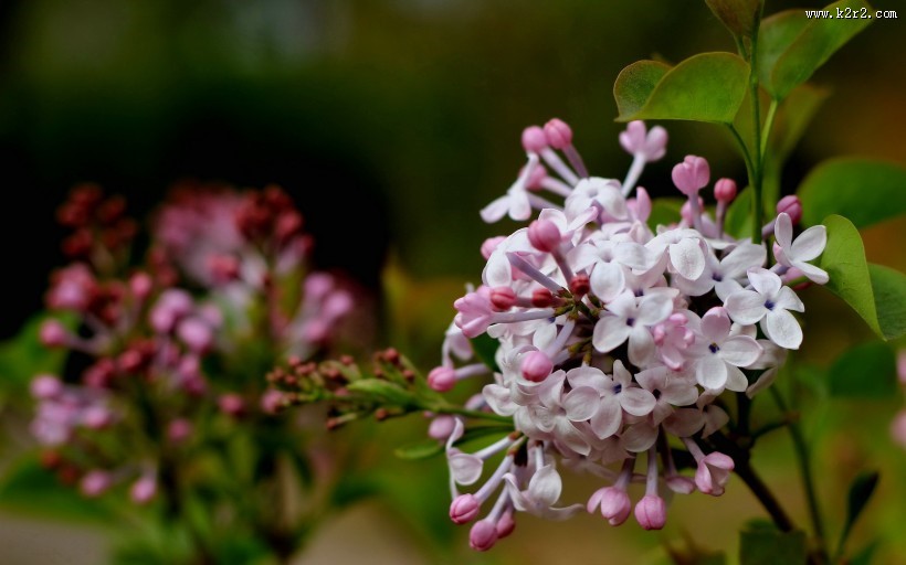 唯美的丁香花图片