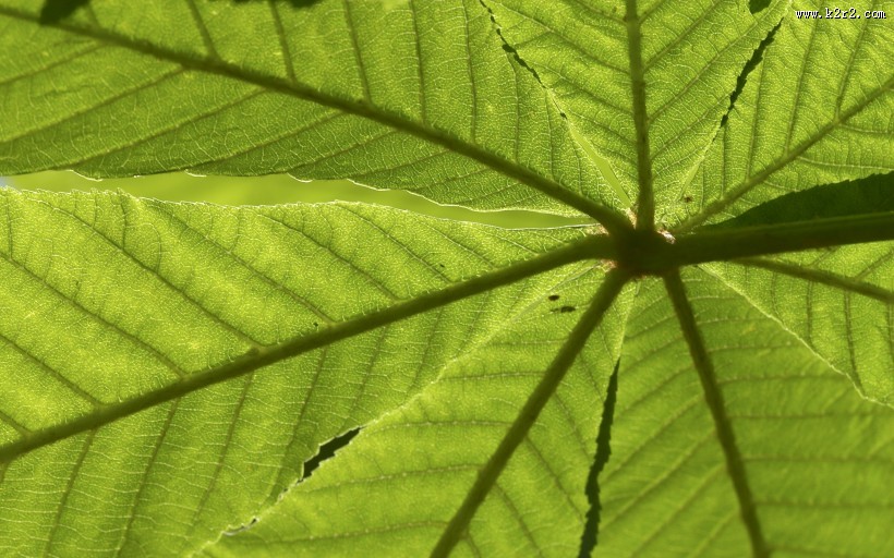青枝碧叶的叶脉花草图片