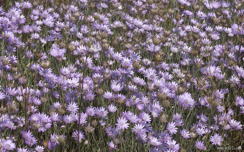 青枝碧叶的叶脉花草图片