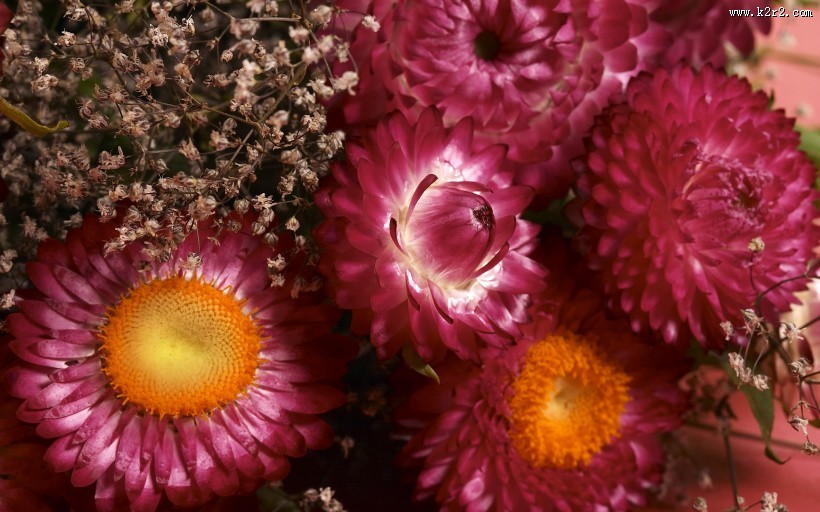 色彩斑斓的鲜花图片