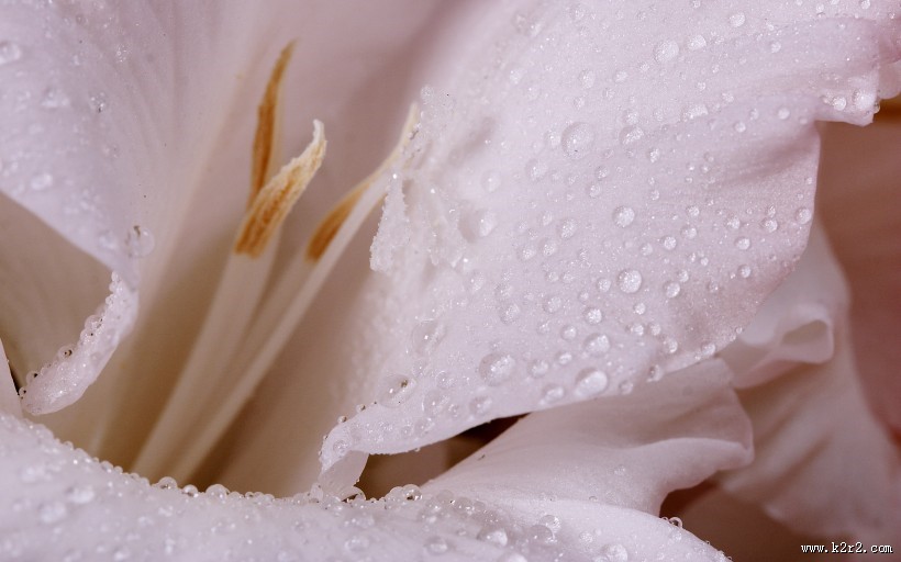 色彩斑斓的鲜花图片