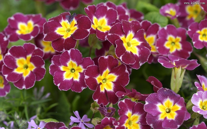 婀娜多姿的鲜花图片大全