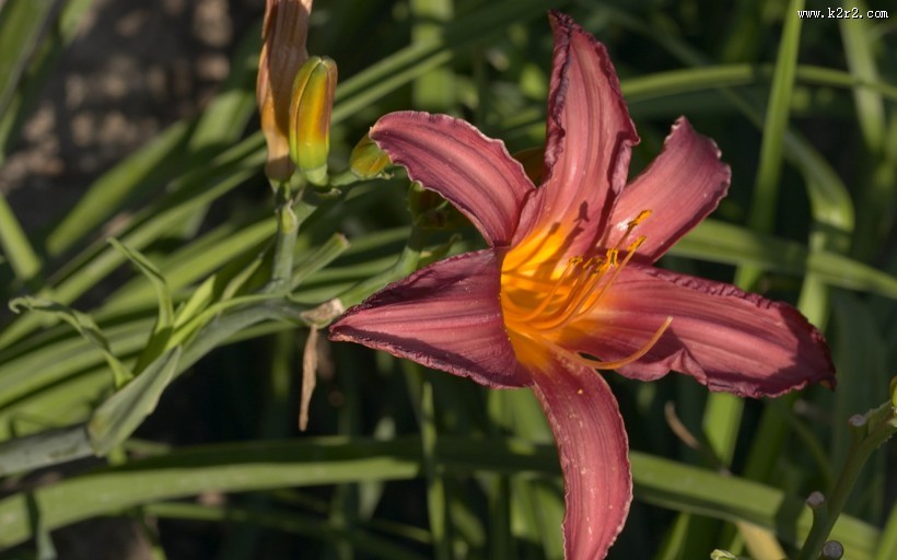 婀娜多姿的鲜花图片大全