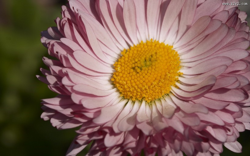 婀娜多姿的鲜花图片大全