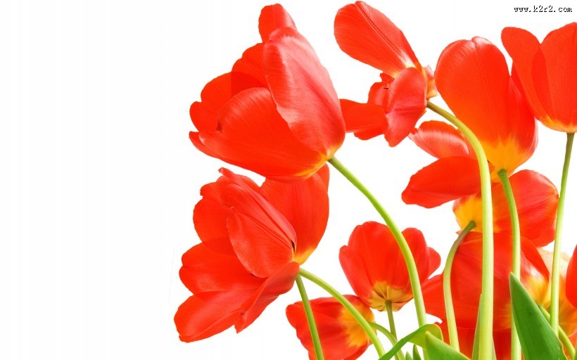 端庄典雅的郁金香图片
