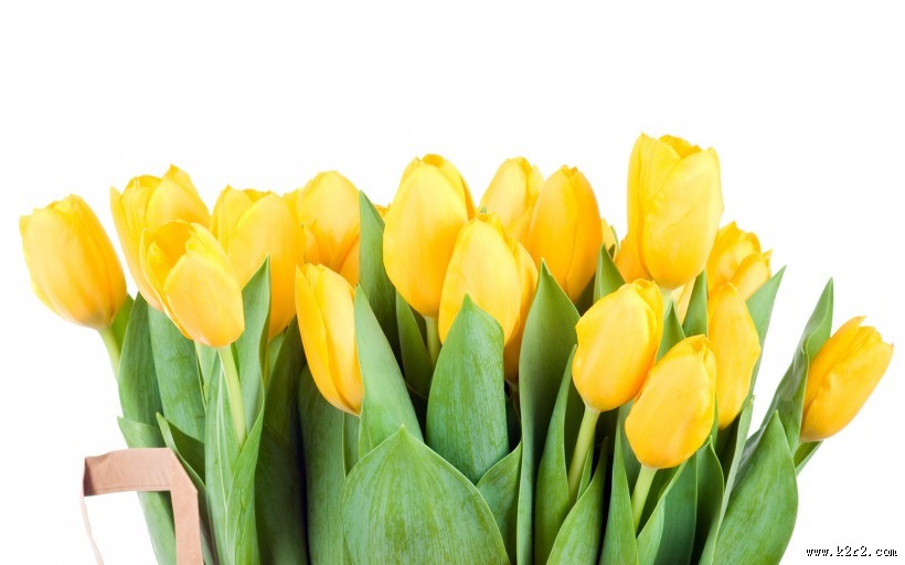 淡雅清新的郁金香图片