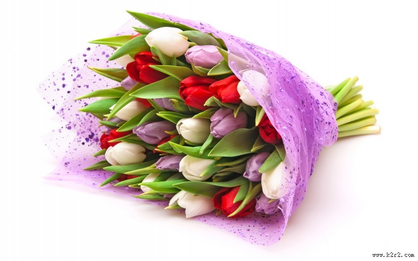 淡雅清新的郁金香图片