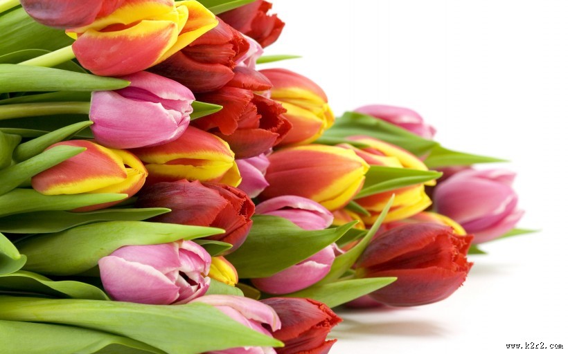 清新高雅的郁金香图片