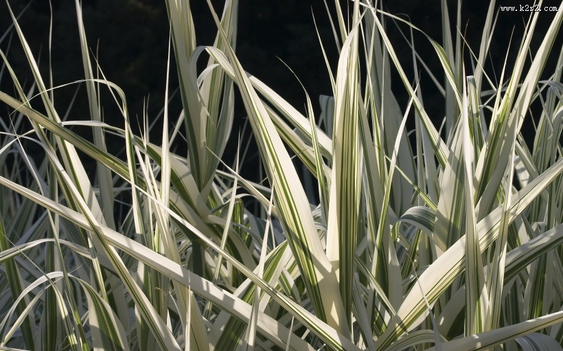 清新的叶脉花草图片