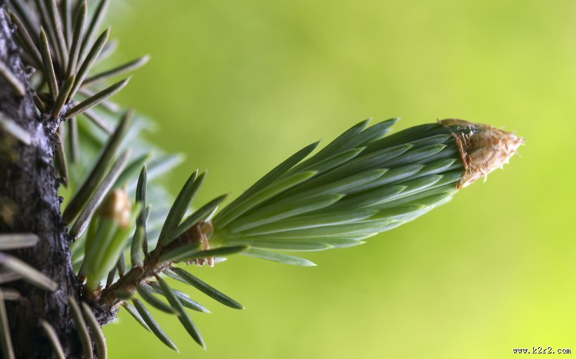 清新的叶脉花草图片
