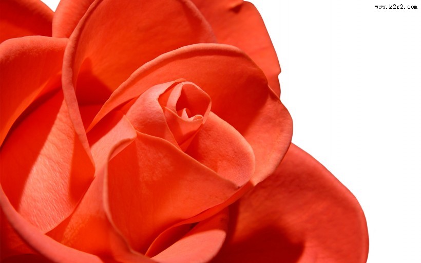 漂亮的玫瑰图片大全