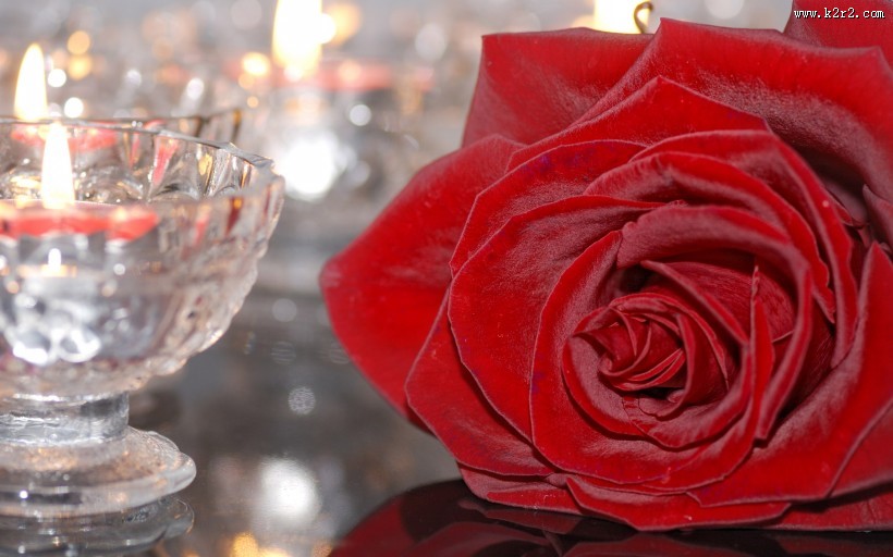 漂亮的玫瑰图片大全