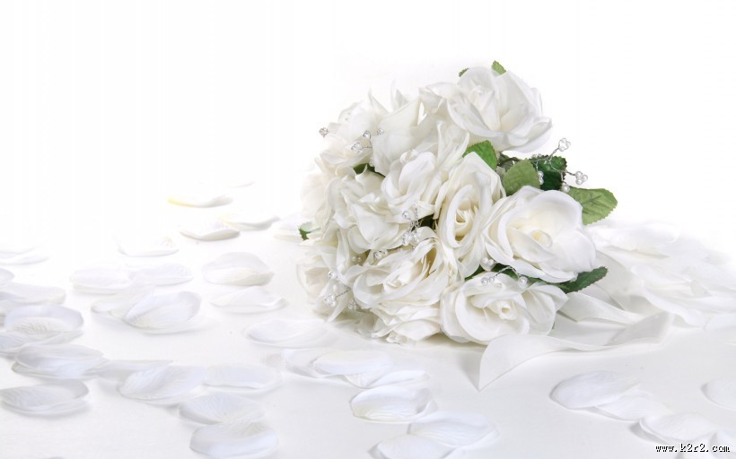 鲜艳欲滴的玫瑰图片