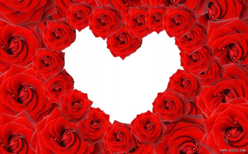 美丽动人的玫瑰花图片