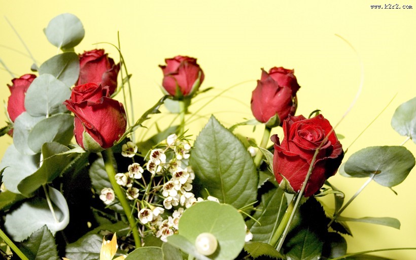 优雅的玫瑰花图片