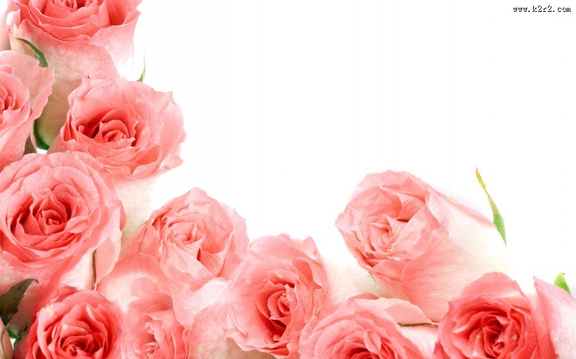 优雅的玫瑰花图片