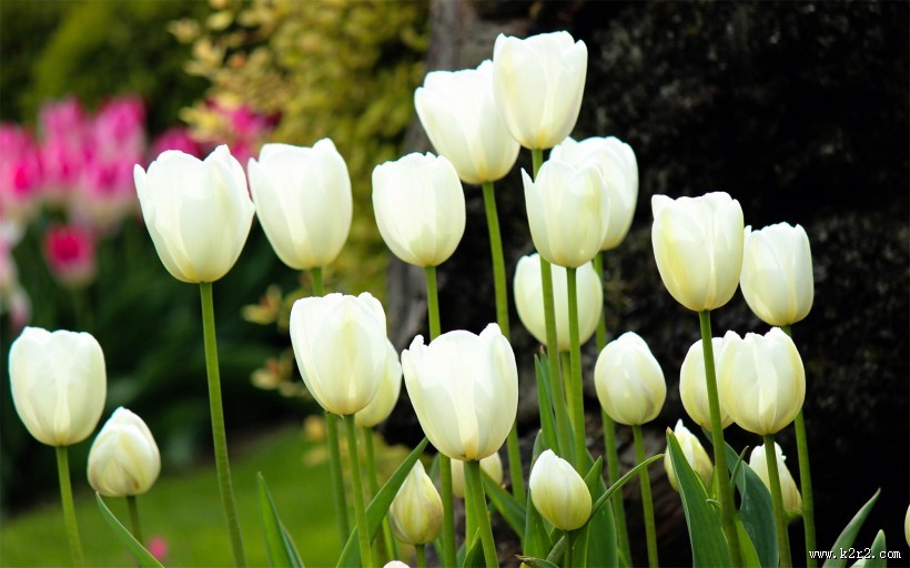 优雅的郁金香图片
