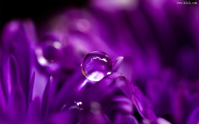 花瓣上流动的水珠宝石图片