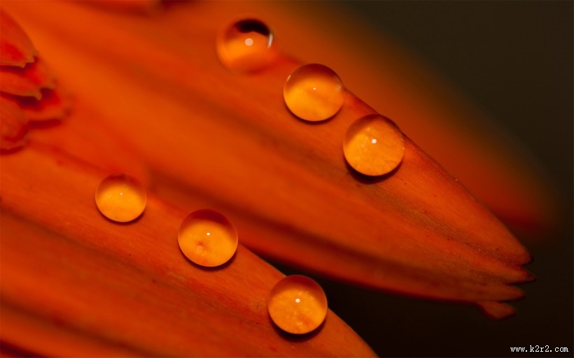 花瓣上流动的水珠宝石图片