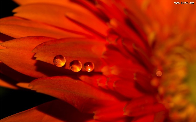 花瓣上流动的水珠宝石图片