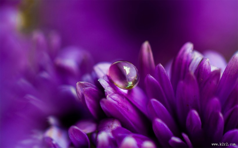 花瓣上流动的水珠宝石图片