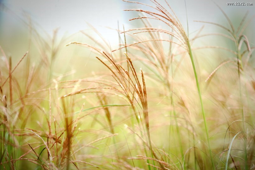 唯美的野草图片