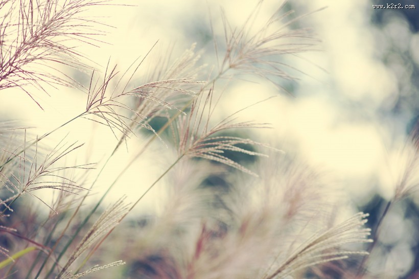 唯美的野草图片