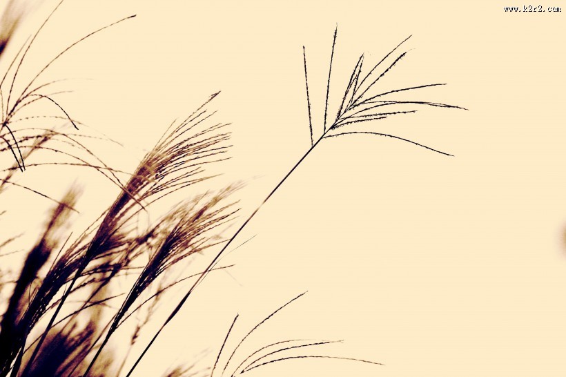 唯美的野草图片