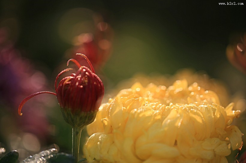唯美菊花花瓣图片