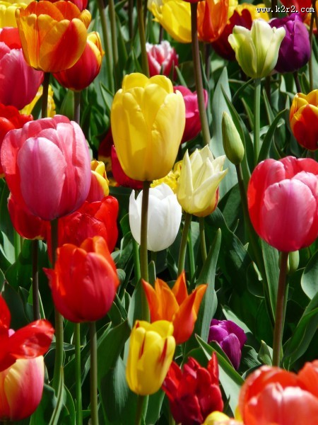世界花后之郁金香图片大全