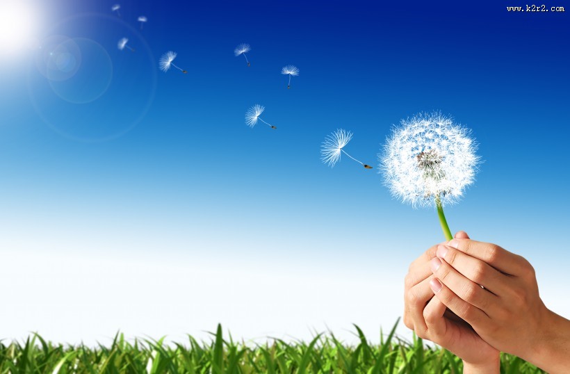 美丽的蒲公英图片大全