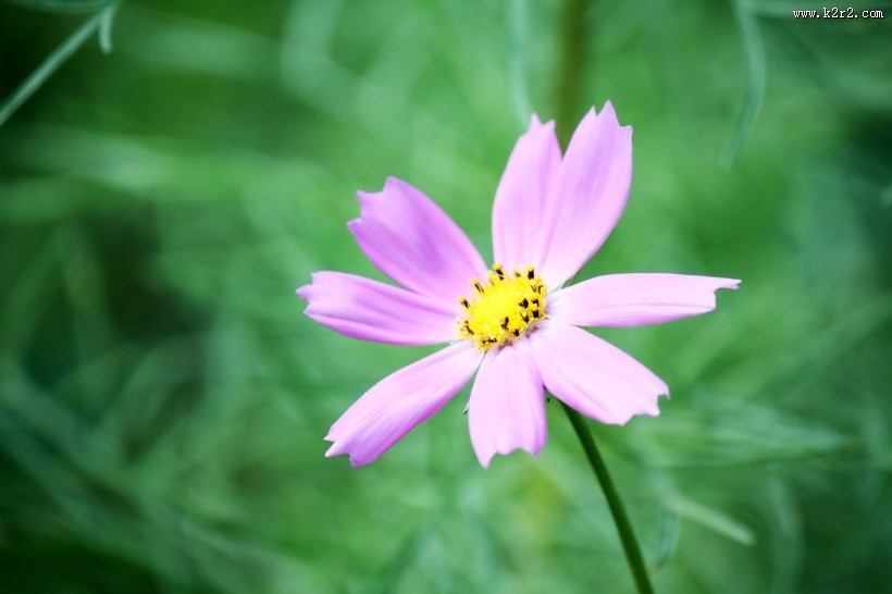 格桑花图片大全