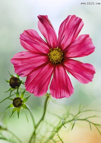 格桑花图片大全