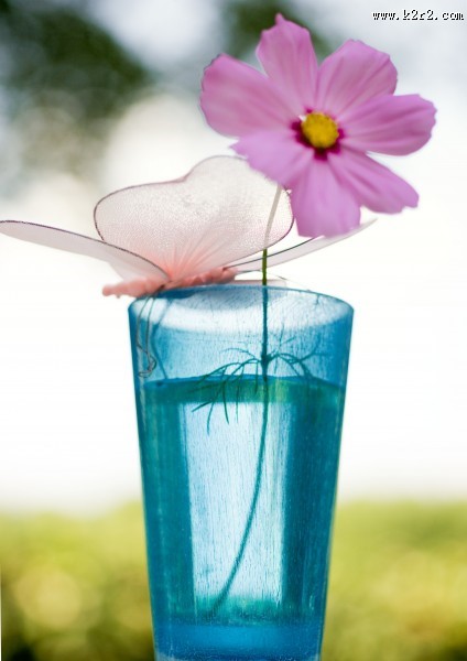 格桑花图片大全