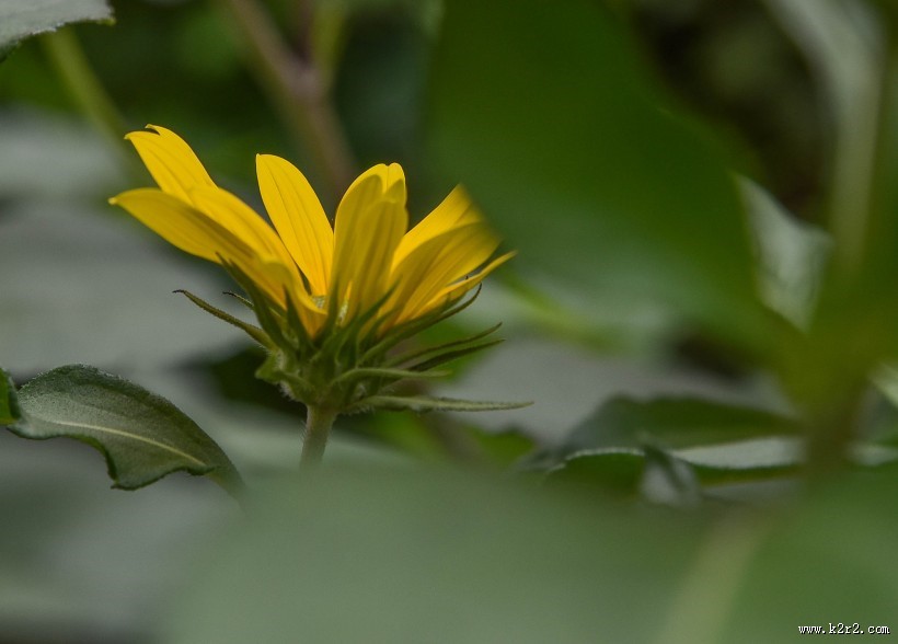 黄色洋姜花图片